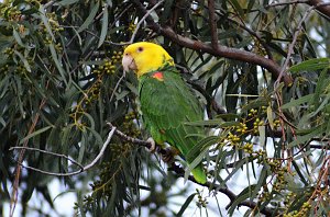 Parrot, Yellow-headed, 2013-01054461 Olivera Park, Brownsville, TX